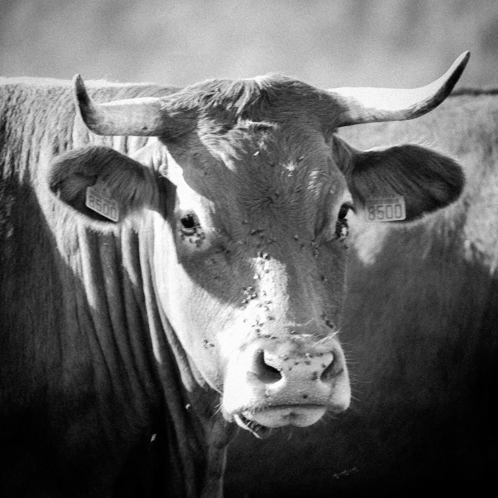 EOS 7D_2013_07_31_0490-min