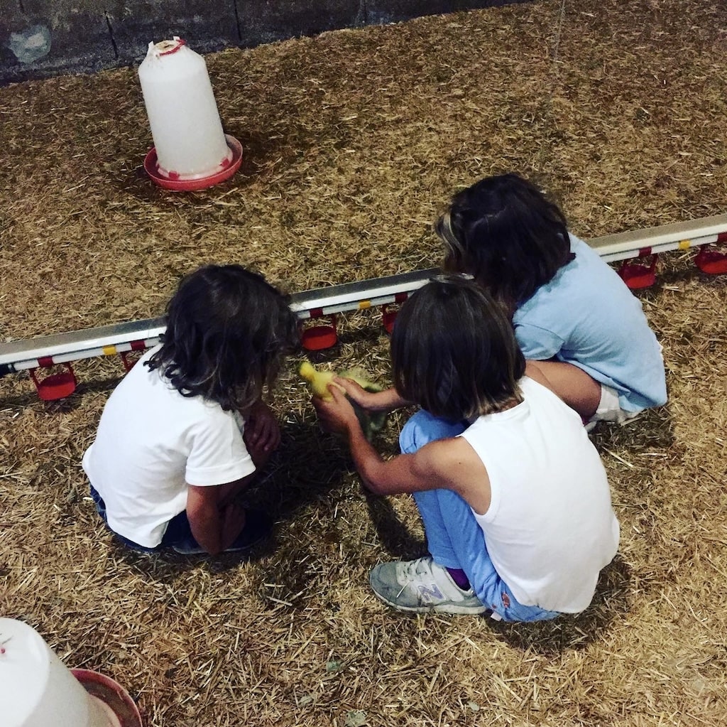 VOLAILLES-FERME-DES-ALOUETTES-VIVIEN2