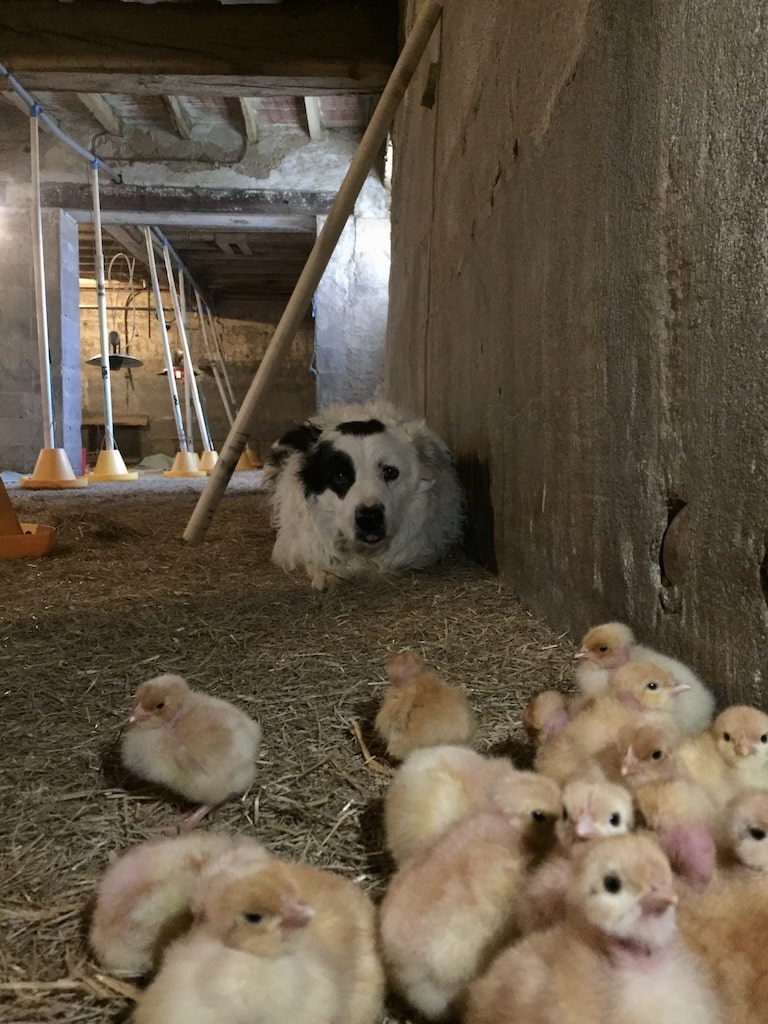 VOLAILLES-FERME-DES-ALOUETTES-VIVIEN3