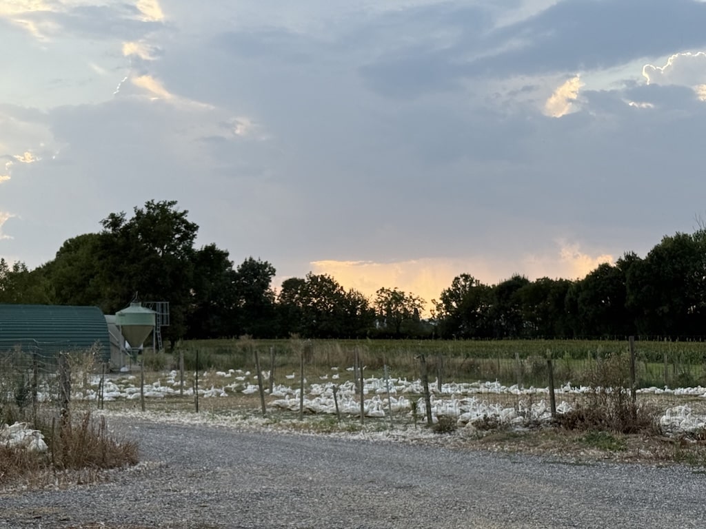 VOLAILLES-FERME-DES-ALOUETTES-VIVIEN4