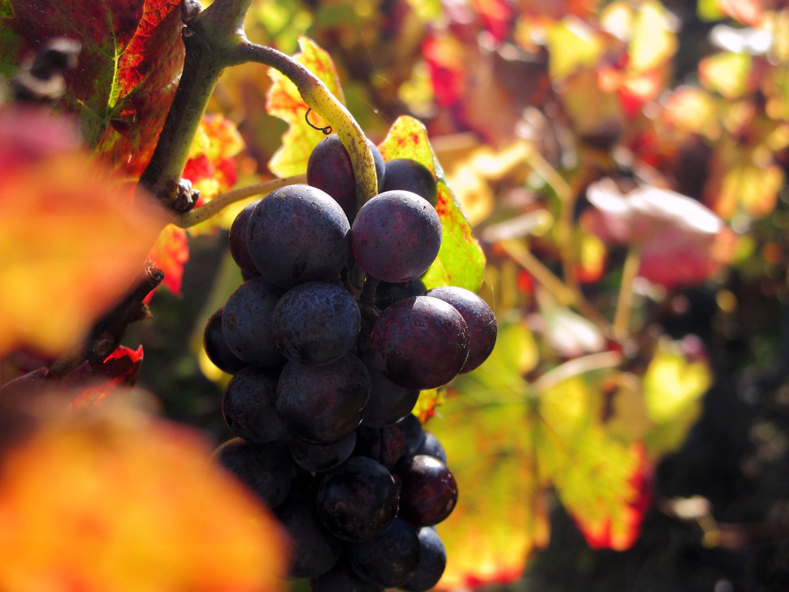 photo-3-Raisin-Quincie-min